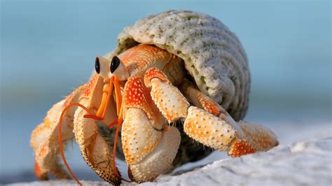 A male and a female hermit crab will partially leave their shells so they can mate. . Hermit crab